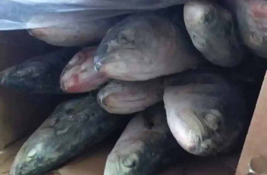 Secuestraron 4500 kilos de pescado