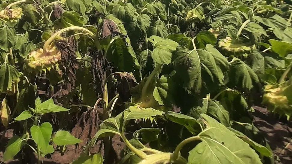 Girasol: cómo gestionar la amenaza de la Phomopsis en Mar y Sierras