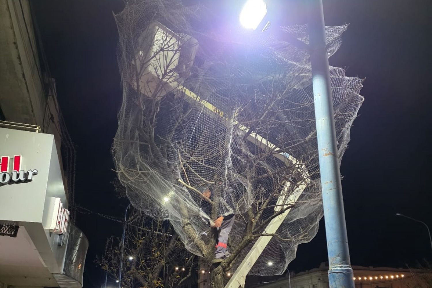 Se colocaron redes en 9 árboles del microcentro
