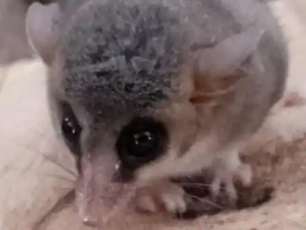 Aldea Salto: hallan un “Monito del Monte”, un marsupial andino propio de la Patagonia