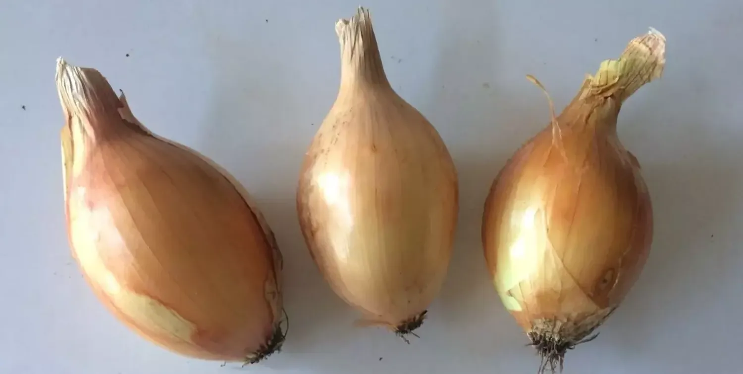 Presentaron una nueva variedad de cebolla en Argentina: de qué se trata