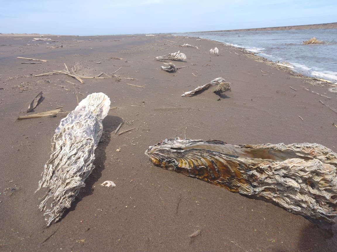 Aconsejan no comer ostras aparecidas tras la crecida del arroyo Claromecó