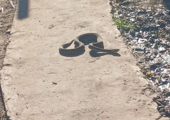Vecinos encontraron una yarará en calle Ríobamba: Nos pegamos un susto grande”