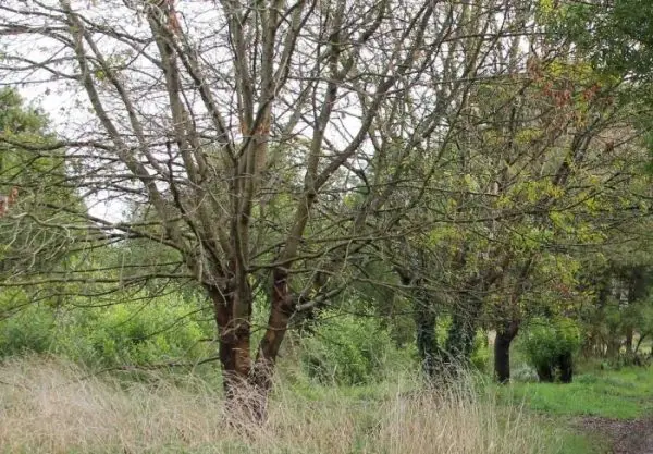 Hallaron el cadáver de una beba en un terreno baldío