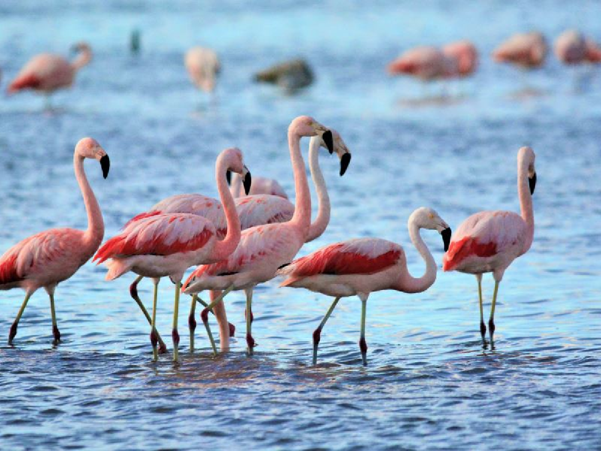 La laguna Mar Chiquita “copada” por flamencos, pero lejos de la costa