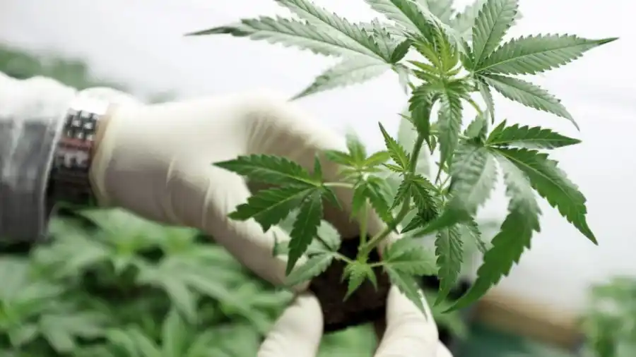 Ministerio de Salud amplió a 3 años la autorización para cultivo del cannabis terapéutico