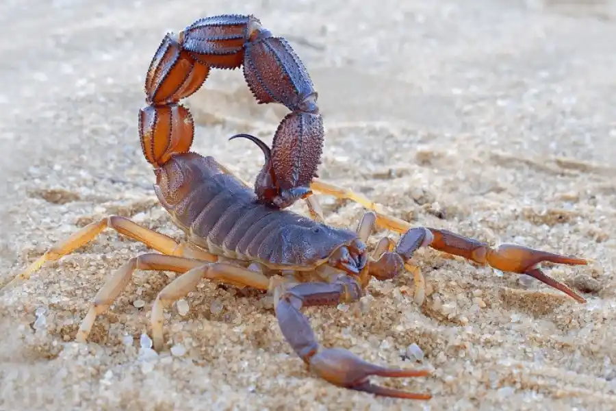 Llega el verano y se avecinan los alacranes: ¿qué se debe hacer ante una picadura?