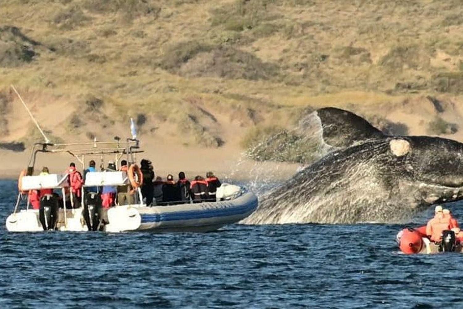 Maravilloso espectáculo en Puerto Madryn: remaban en la Costa y fueron rodeados por tres ballenas