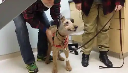 Duffy, un perro de rescate que quedó ciego, fue operado y recuperó la vista