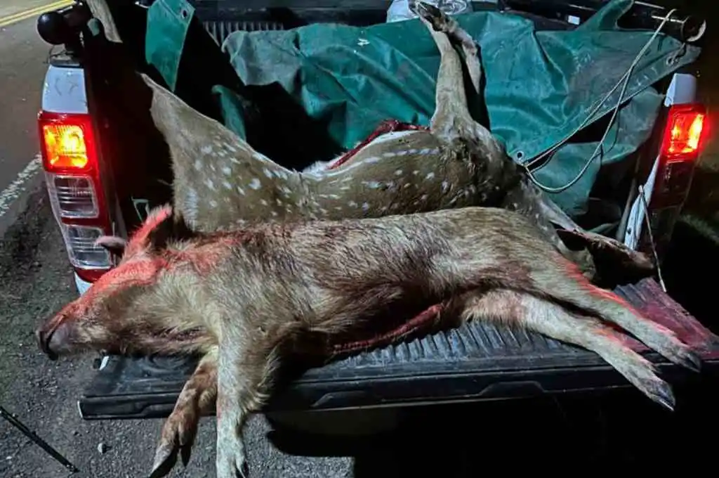 Atentado contra la vida silvestre en Corrientes: decomisan 235 kilos de animales faenados