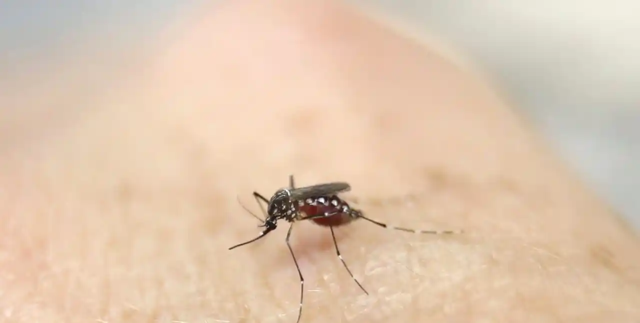 Reportan 2.754 casos de Chikungunya en Paraguay: hay 58 internados: ¿Qué pasa en Argentina?