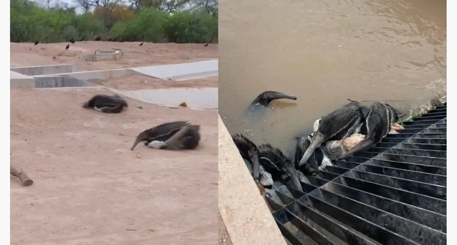 El Canal de la Patria en Santiago del Estero causó la muerte de cientos de animales. Foto: Luis Martínez