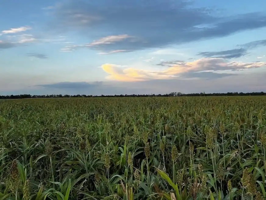 Las lluvias de esta semana mejoraron el perfil de agua en toda el área agrícola.