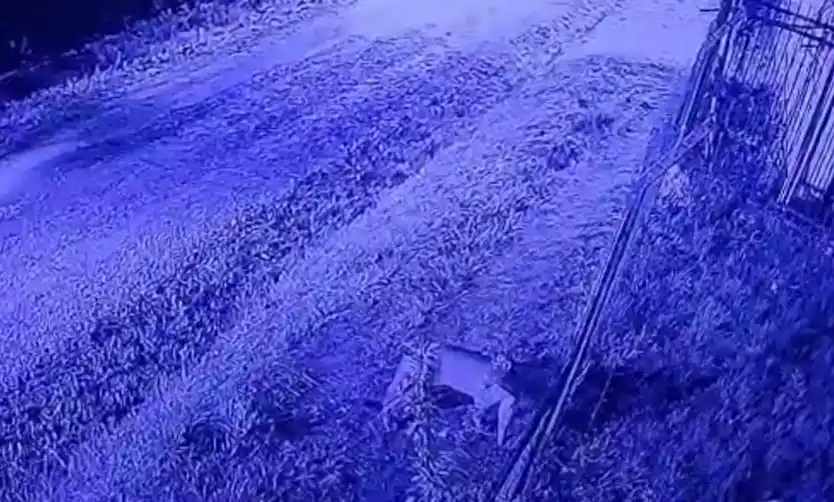 Avistaron un puma en inmediaciones de un barrio cerrado de Pilar