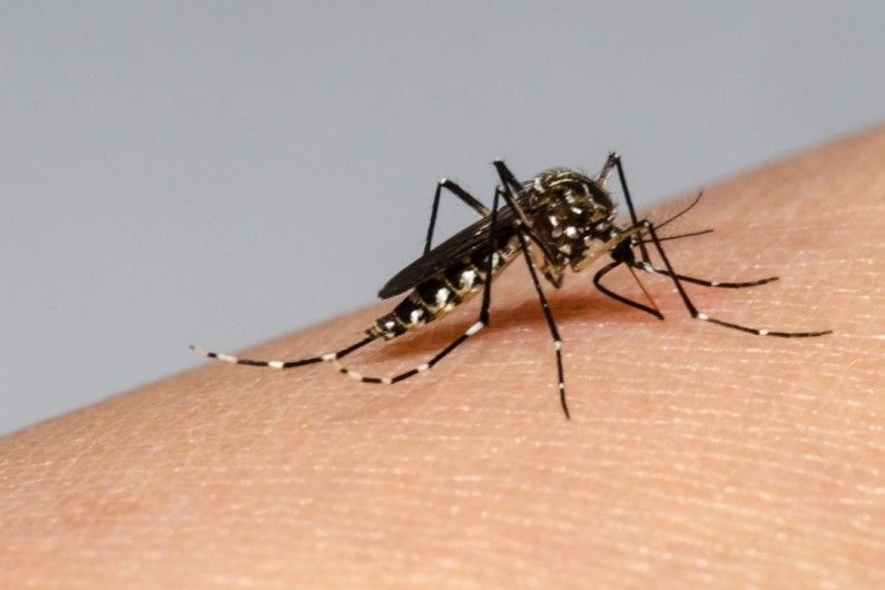 Aedes Aegypti.