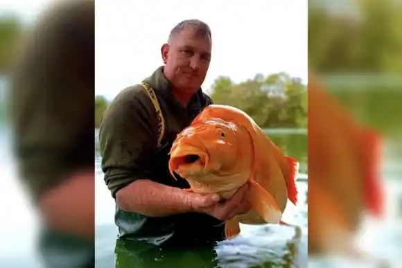 Impresionante: pescaron el pez dorado más grande del mundo