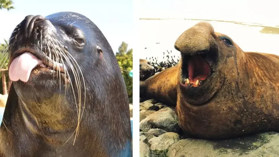 ¿Cómo reconocer a un lobo marino o elefante marino?