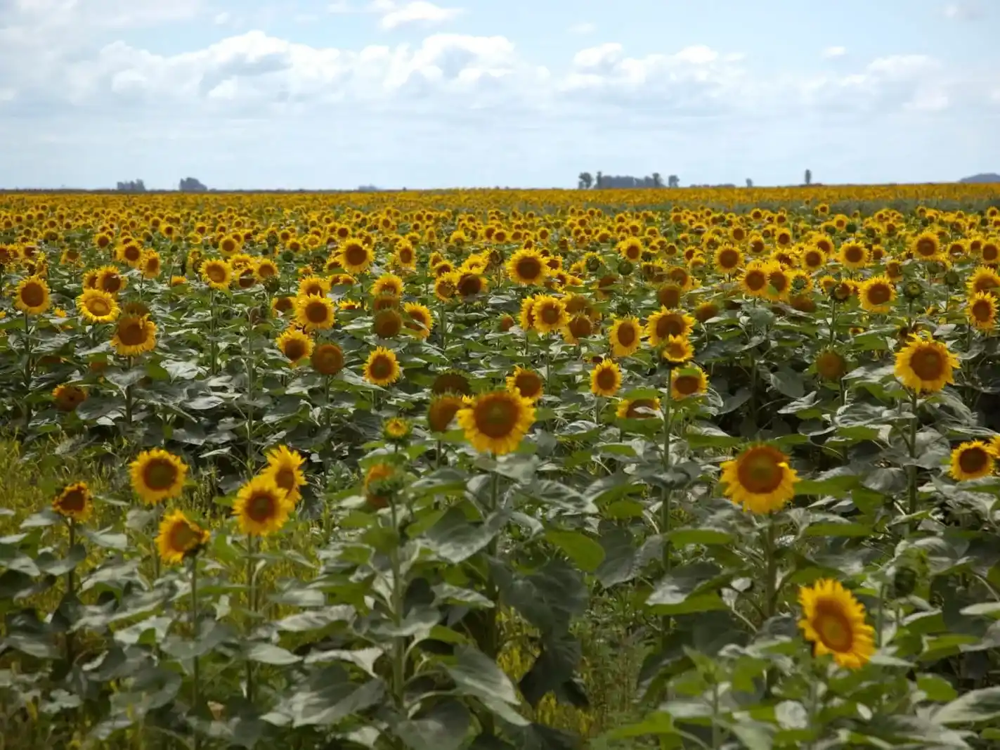 El girasol es el cultivo en ascenso en la Argentina en el rubro exportaciones del campo.