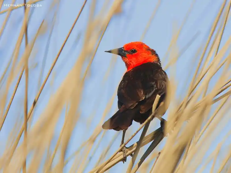 Los 400 pájaros bonaerenses y su archivista digital