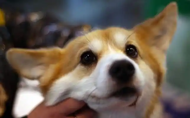 Mató al perro del vecino, lo cocinó e invitó al dueño a comerlo