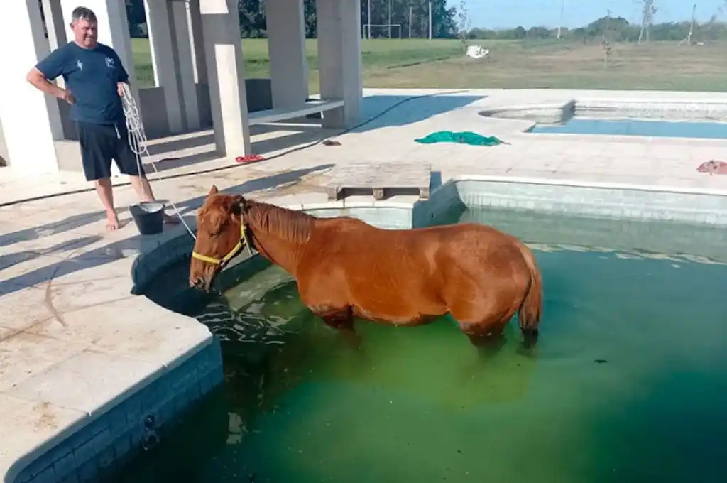 Video: bomberos salvaron a un caballo que había caído a una piscina en Gualeguaychú