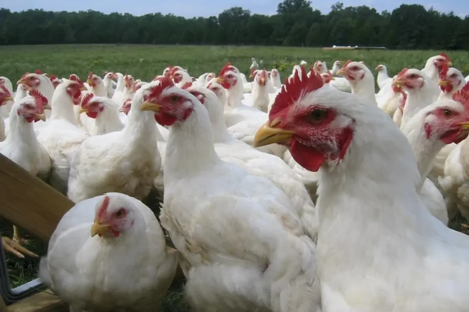 La influenza aviar (IA) es una enfermedad viral que afecta a las aves de corral como a las silvestres, y puede afectar ocasionalmente a las personas expuestas.