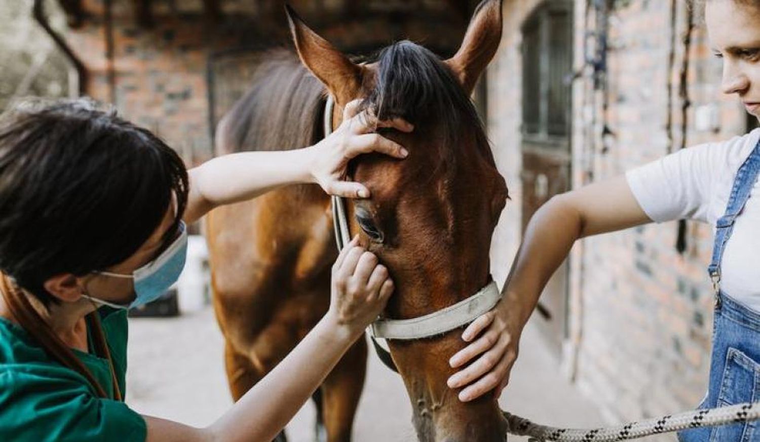 Detectaron un caso de encefalomielitis equina en Chacabuco y tras un brote en Córdoba decretaron emergencia nacional