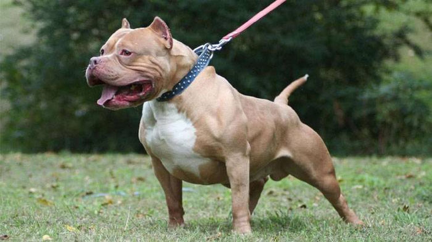 Un pitbull atacó a una beba  de siete meses: le perforó un pulmón y está grave