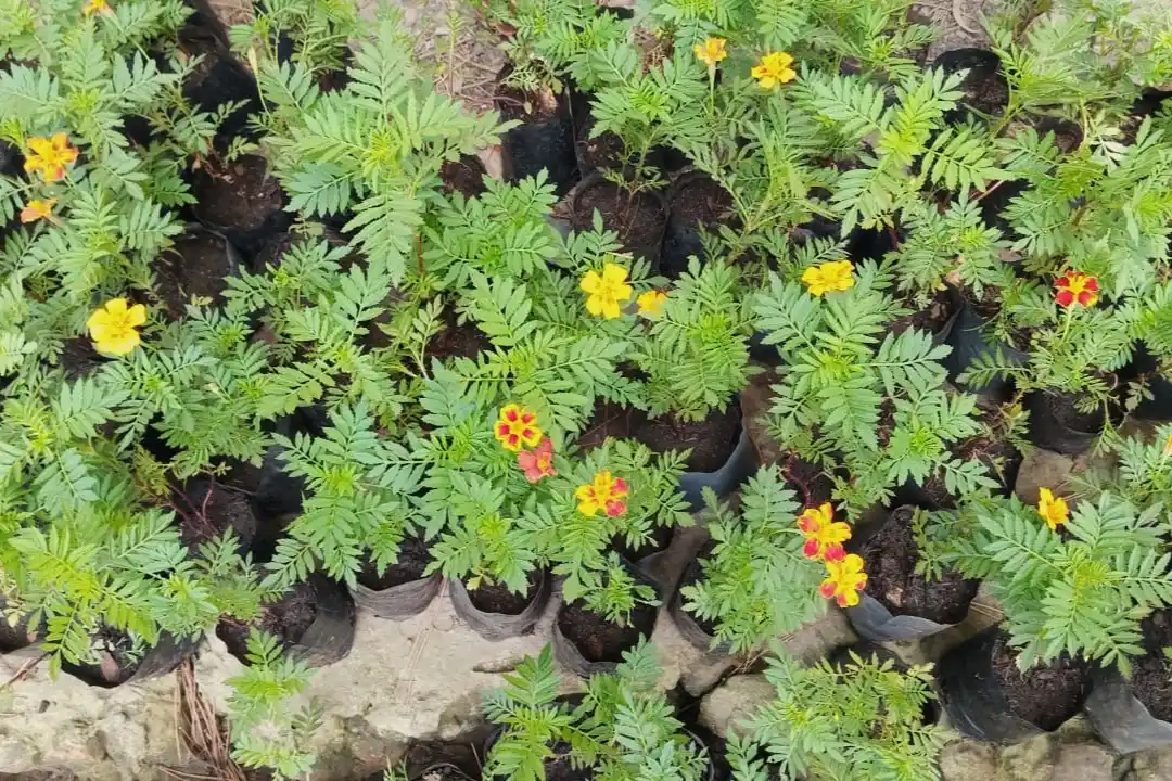 Plantines de copete para huertas familiares