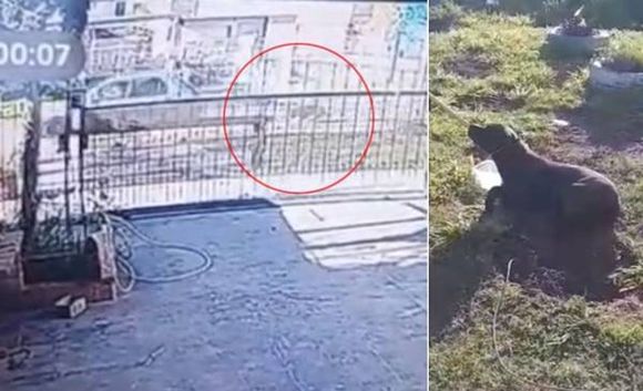 Crueldad en La Plata: filmaron a una mujer que manejaba rápido con un perro atado al paragolpes trasero del auto