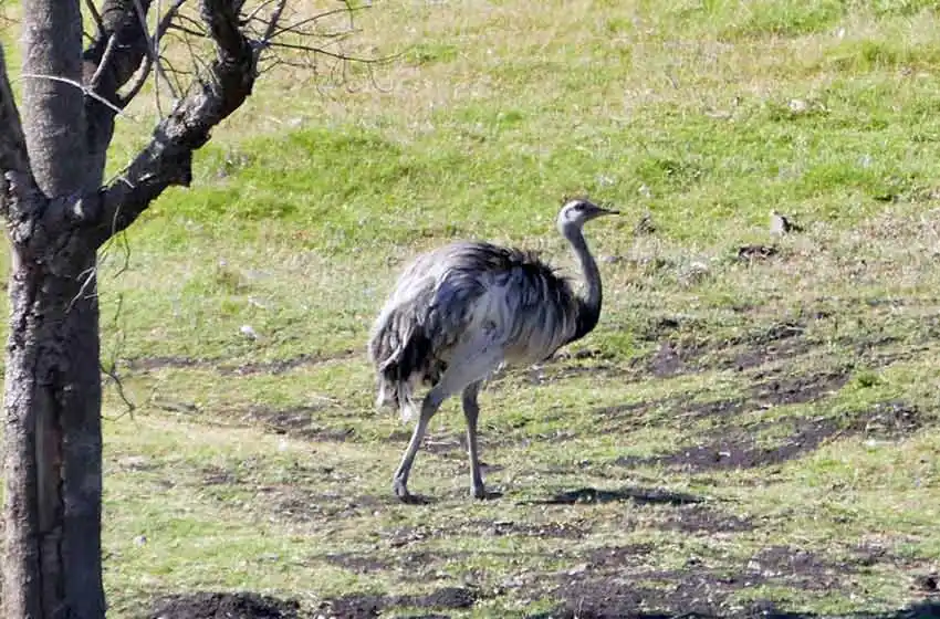 En un allanamiento retiran los animales del zoológico privado de Balcedo