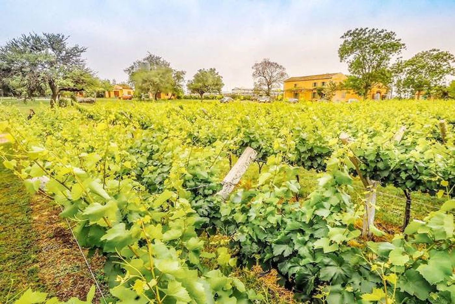 CONCORDIA, fue pura VID, fue puro VINO