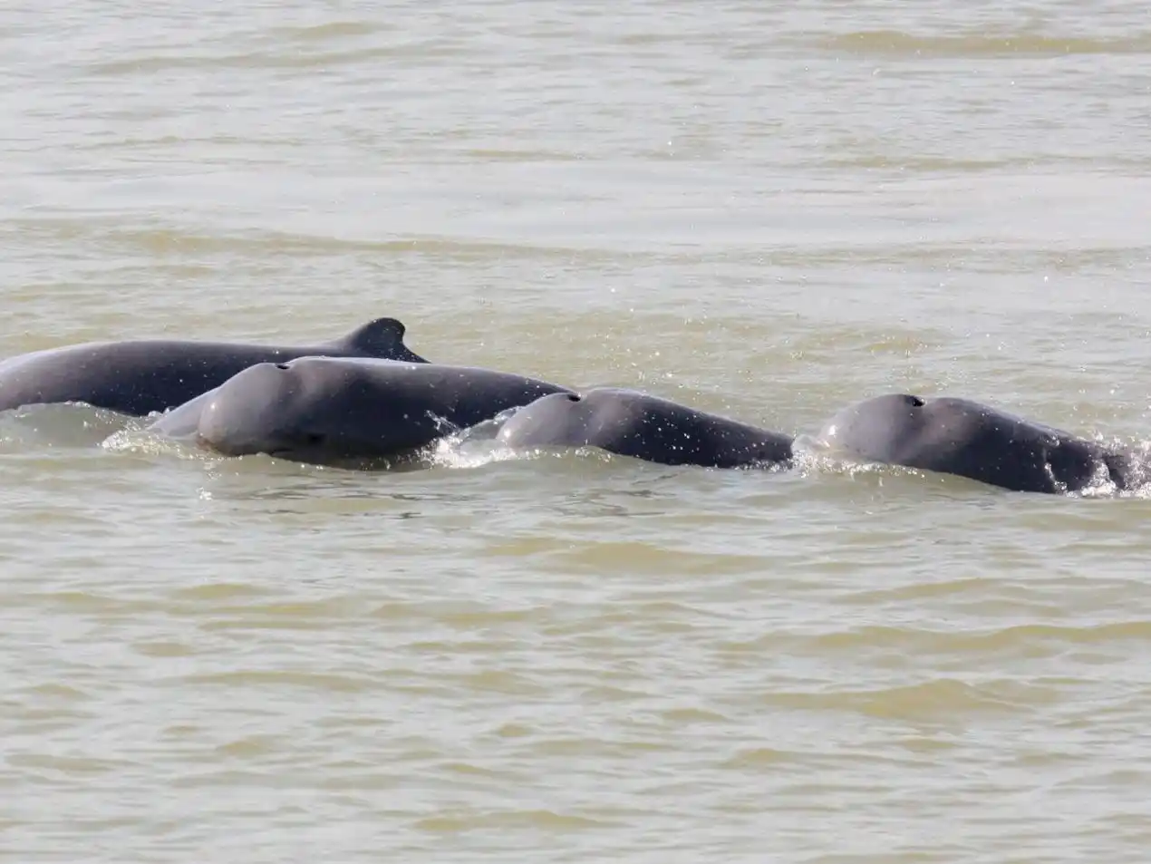 ESPECTÁCULO NATURAL: Más de 100 delfines del río Mekong en Camboya