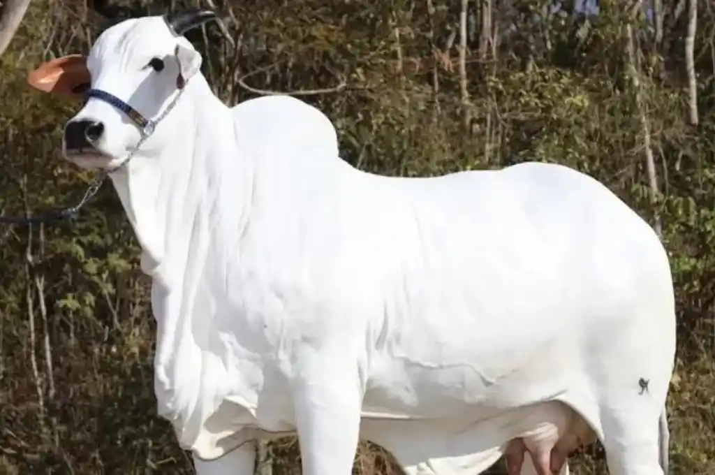 La Vaca Mara rompió el récords de venta y se convirtió en la más cara del mundo