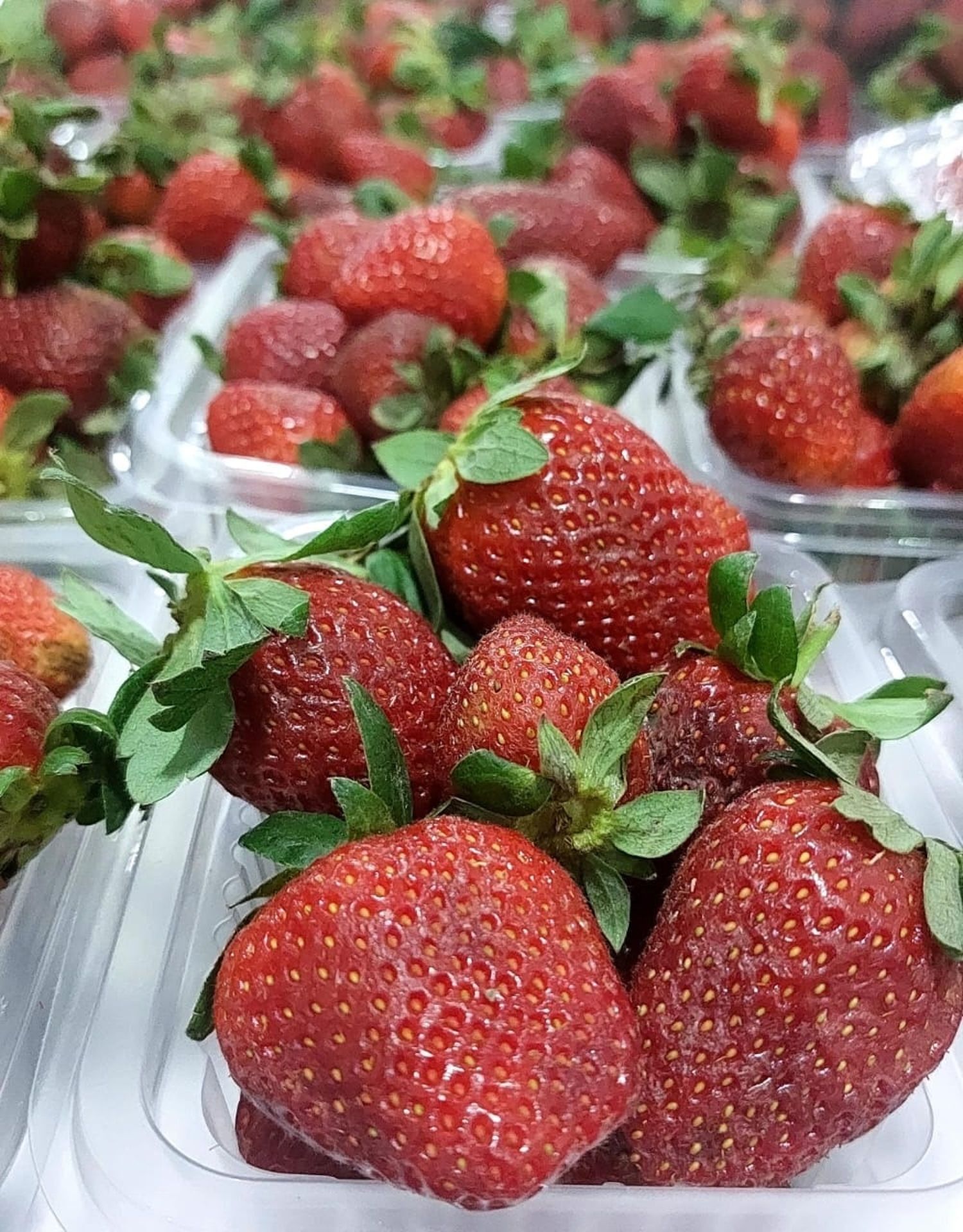 Frutillas cultivadas en Tres Lagunas llegaron a la feria paippera