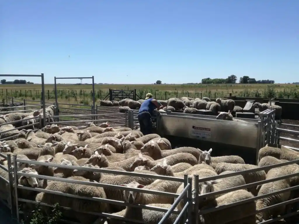 La Provincia aprueba 68 proyectos ovinos por casi 40 millones de pesos