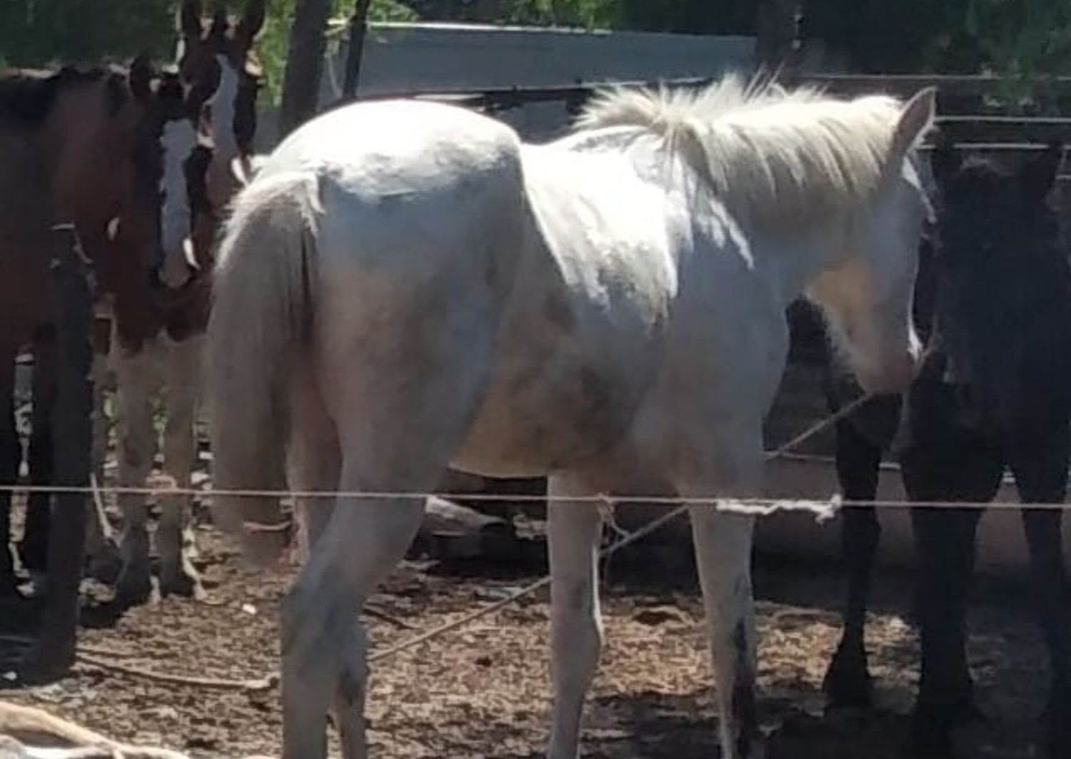 Buscan a este caballo: se perdió por calle Emilio Frers