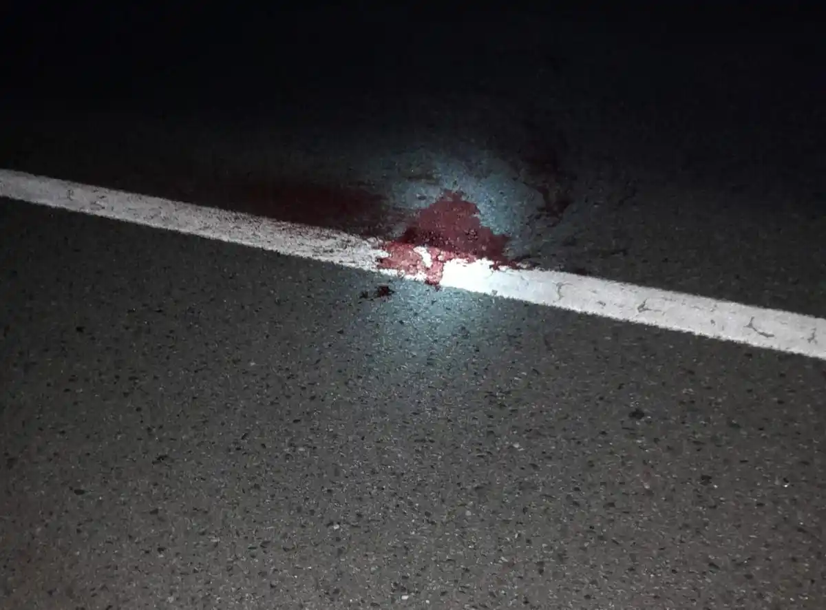 Encontraron un puma muerto sobre la ruta 2 cerca de Lezama