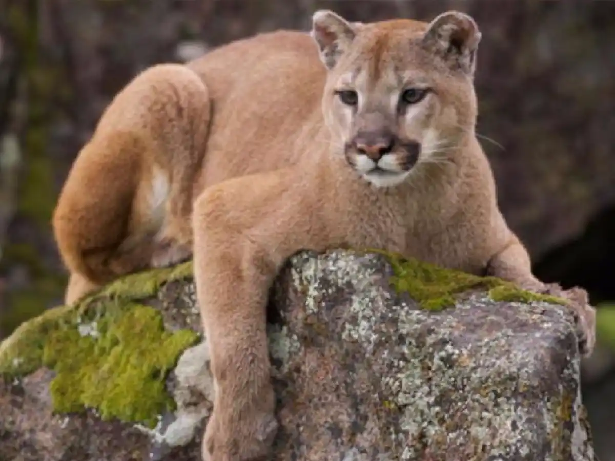 La Plata: detuvieron a cuatro personas por matar a un puma