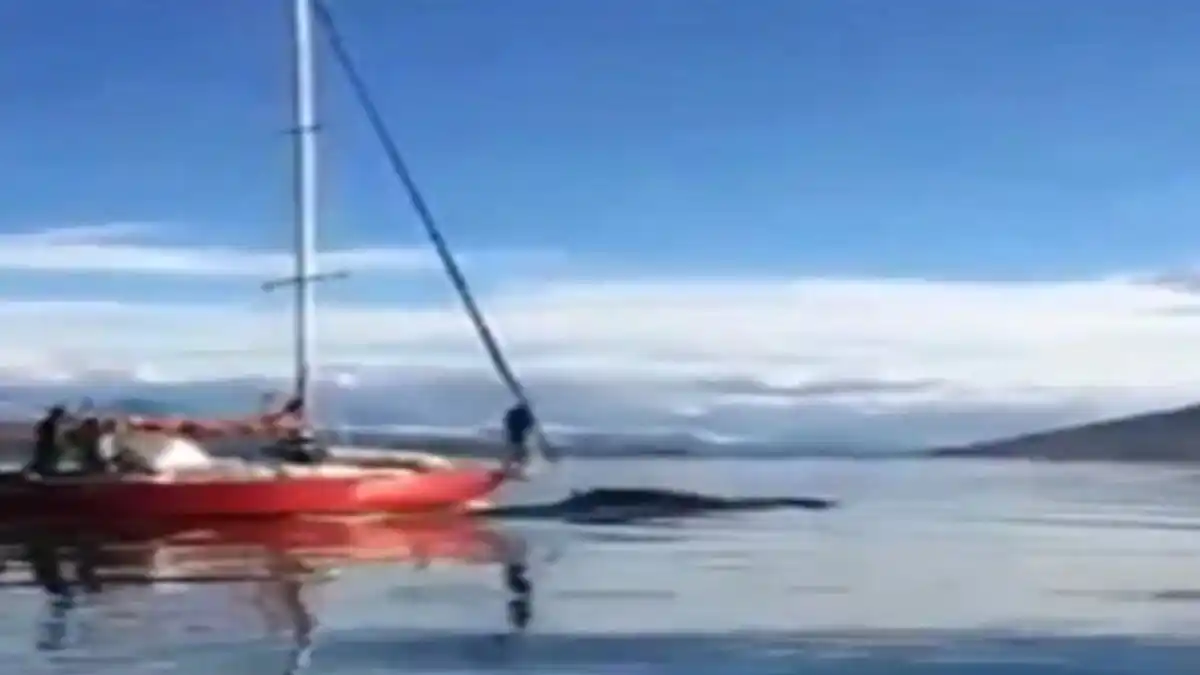Identificaron el velero que embistió a una ballena en el Canal Beagle