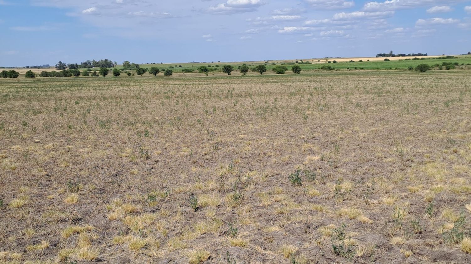 La Mesa de Enlace de Entre Ríos solicitará se declare el desastre agropecuario en la provincia