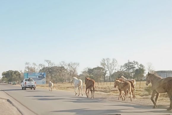 Operativo de tránsito: secuestraron 10 caballos sueltos, seis motos y un auto
