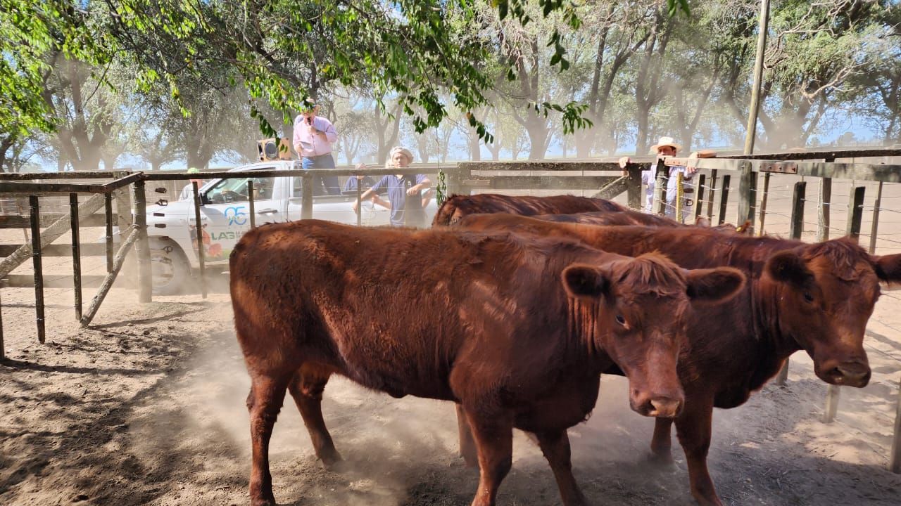 La Agrícola Ganadera vendió en San Cayetano a valores de mercado