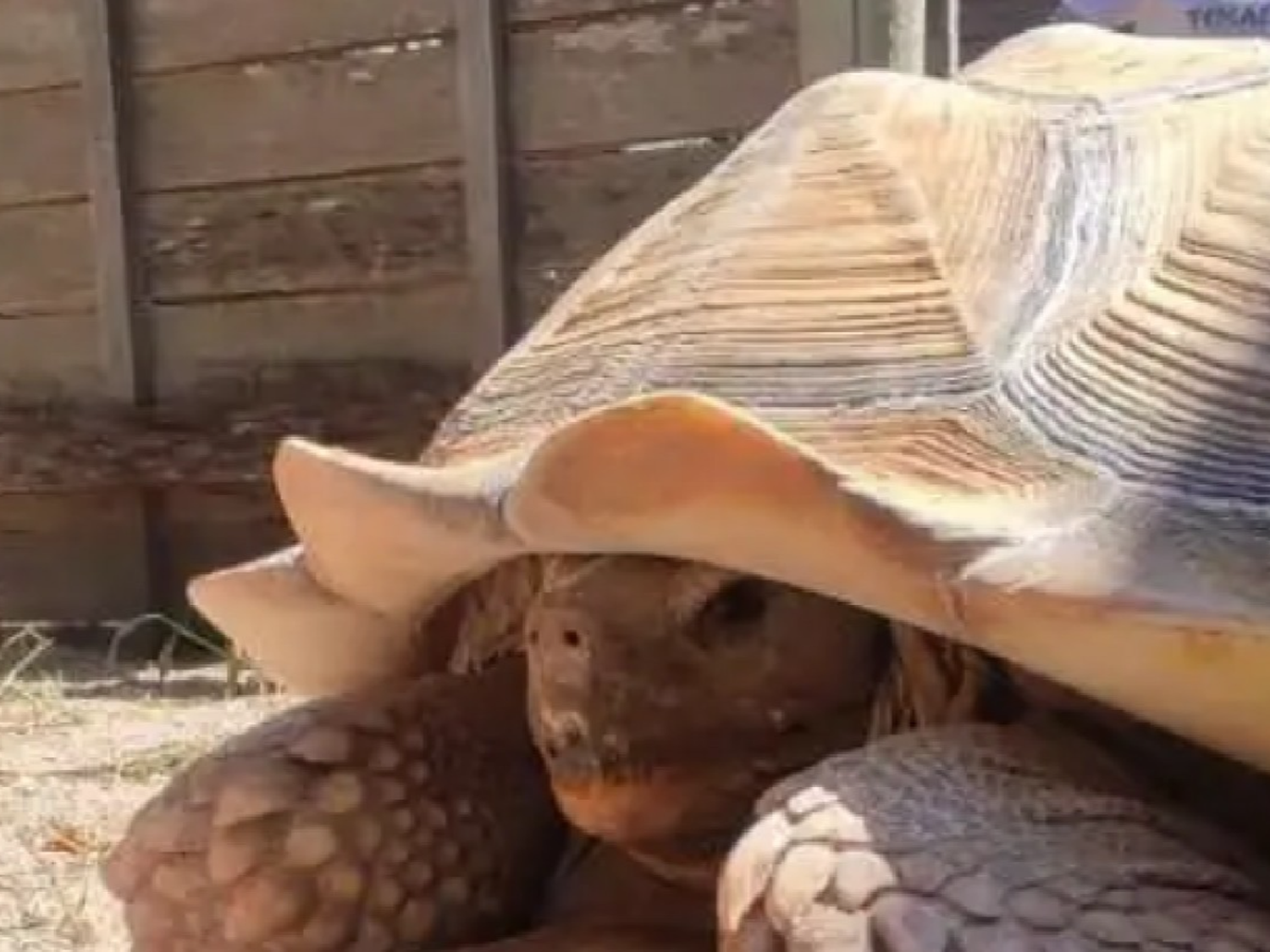 Encontraron en Mendoza una tortuga gigante que está en "peligro crítico"