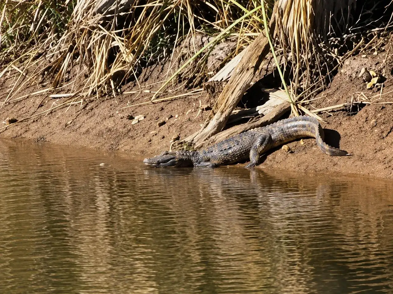 El yacaré fue visto en la laguna de retardo en las últimas horas.
