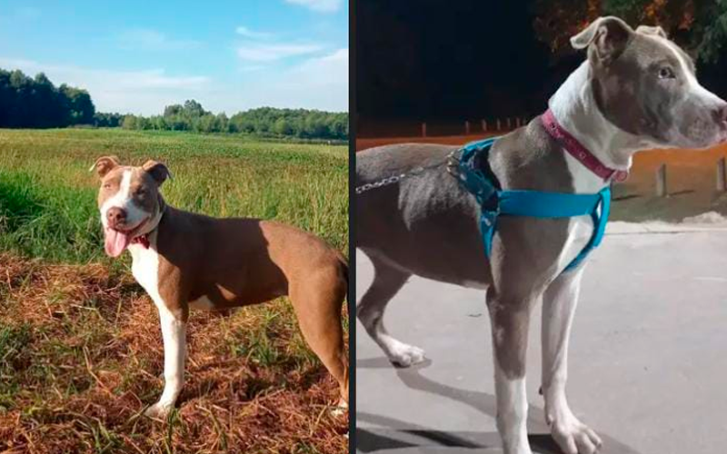 Se perdió Aitana con collar rosa