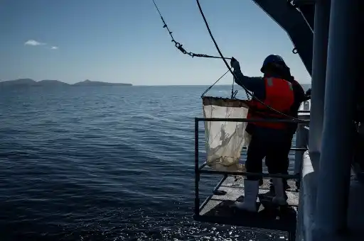 Investigan muerte de centenares DE TORTUGAS MARINAS EN MÉXICO
