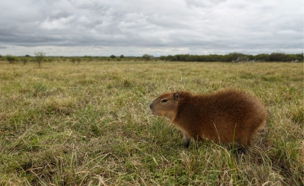 Liberaron a una carpincho que fue criada por una familia como mascota