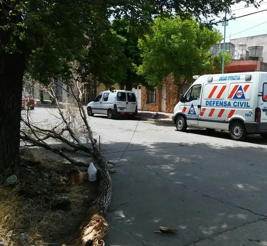 Más de 40 reclamos por caída de árboles y cables