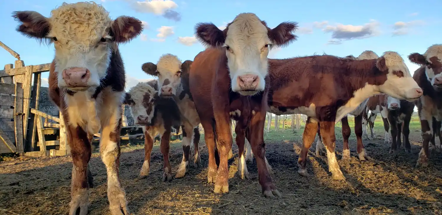 En Entre Ríos la hacienda en pie comenzó a recuperar terreno